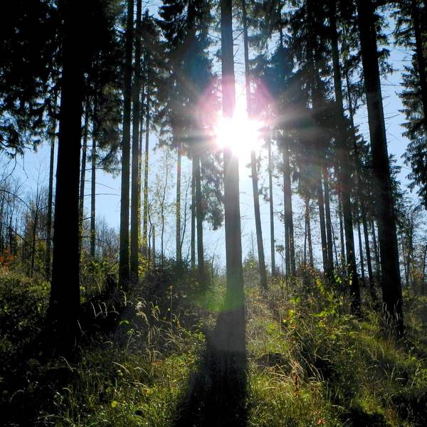 Blankenheim Nettersheim Wald Forst