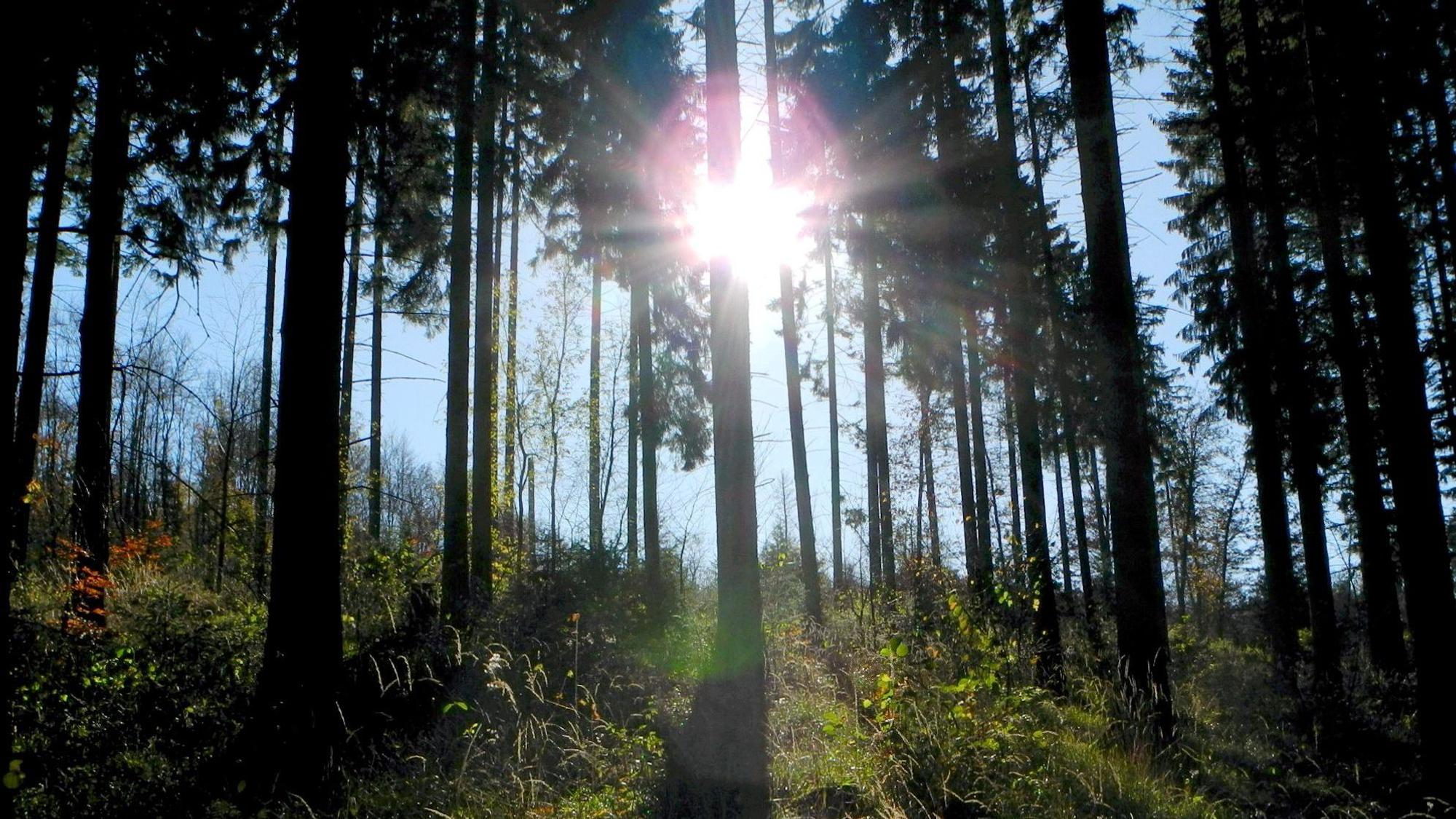 Blankenheim Nettersheim Wald Forst