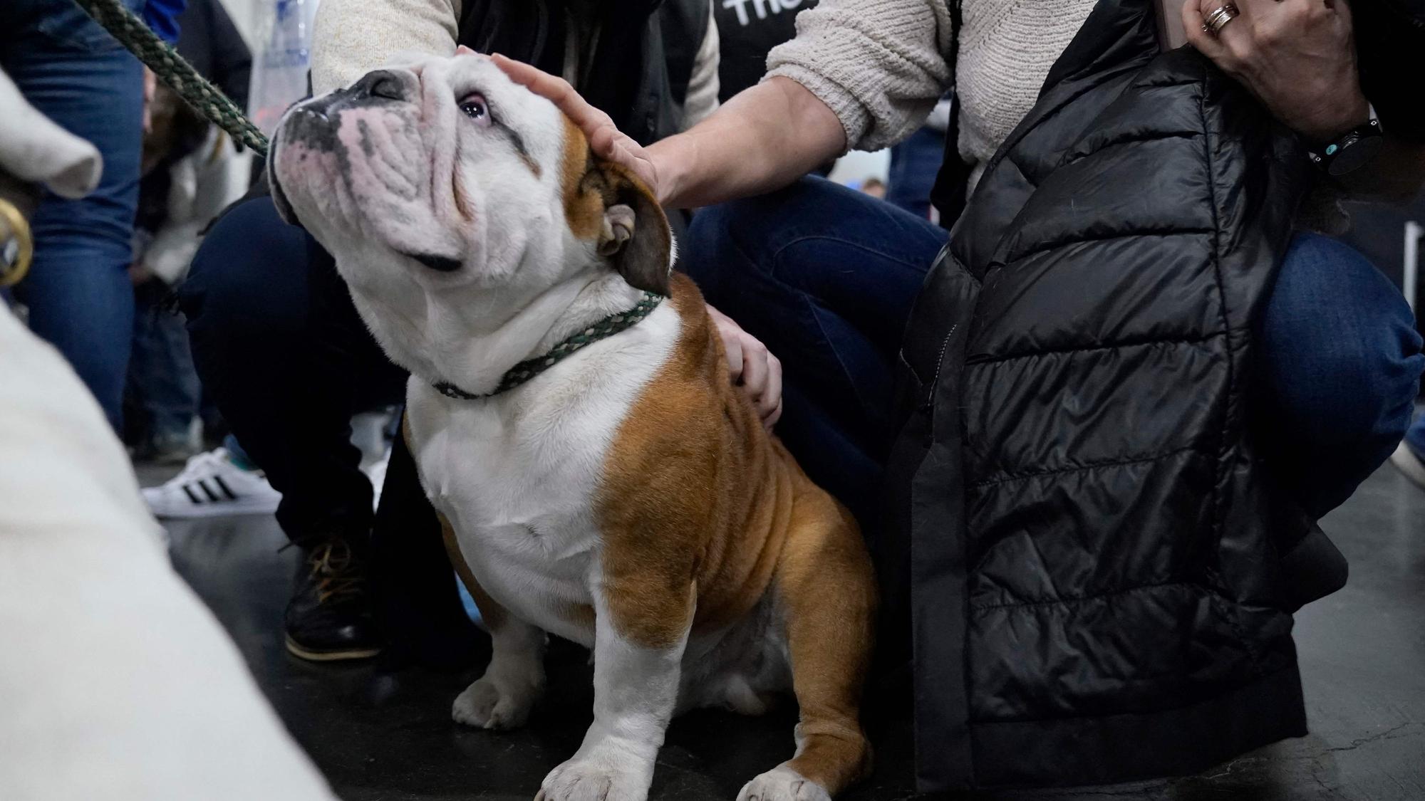 Eine Person streichelt eine Bulldogge.