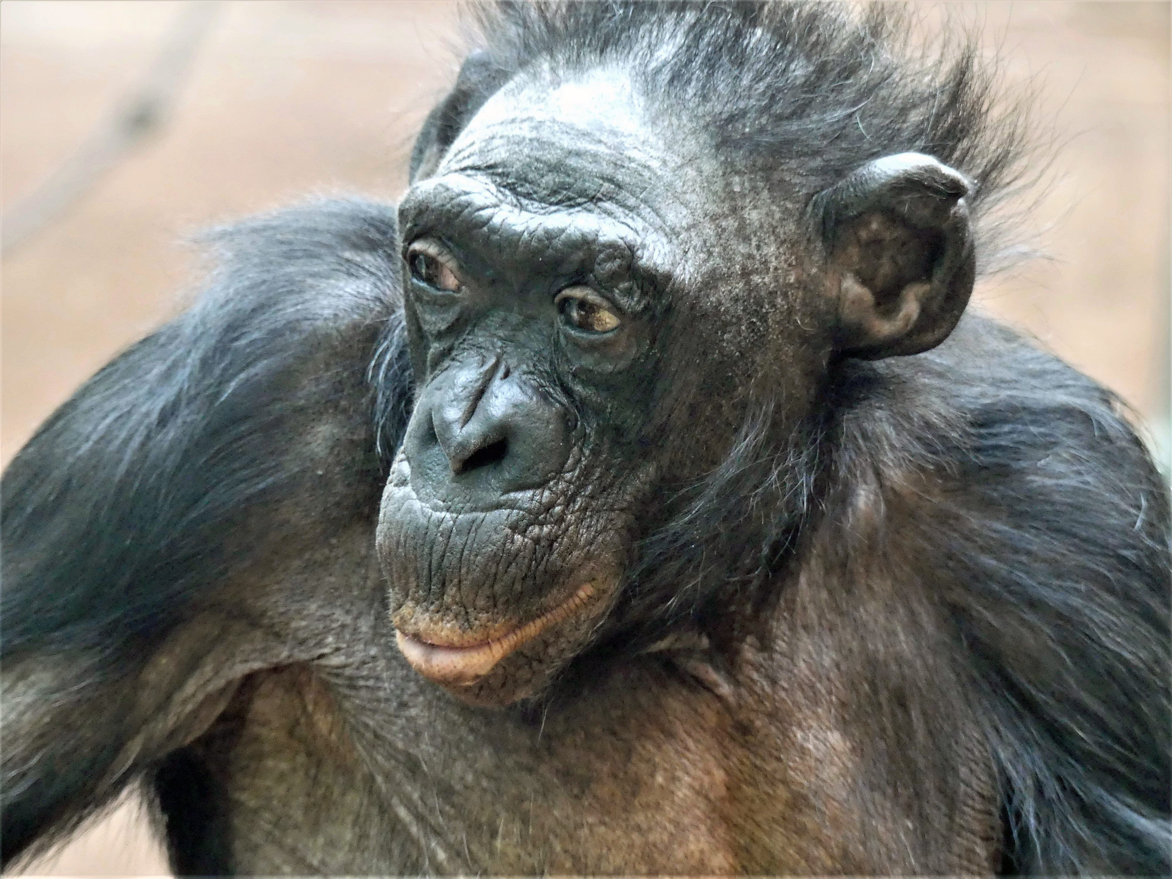 Die Bonobo-Dame «Margrit» im Frankfurter Zoo.