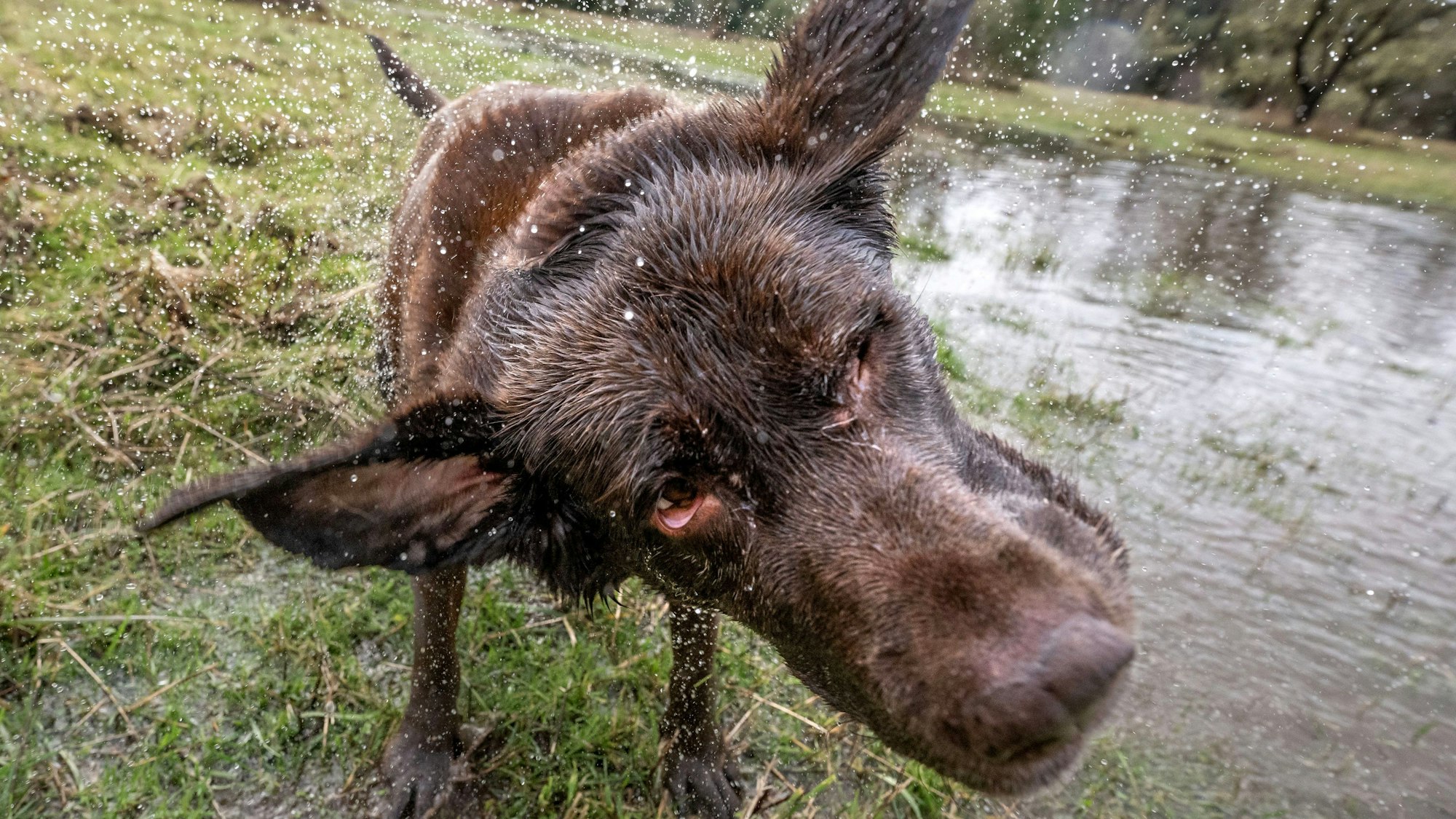 Das Foto zeigt einen Labrador. Einer seiner Artgenossen hat sich in Pulheim von der Leine losgerissen und einen schweren Unfall verursacht.