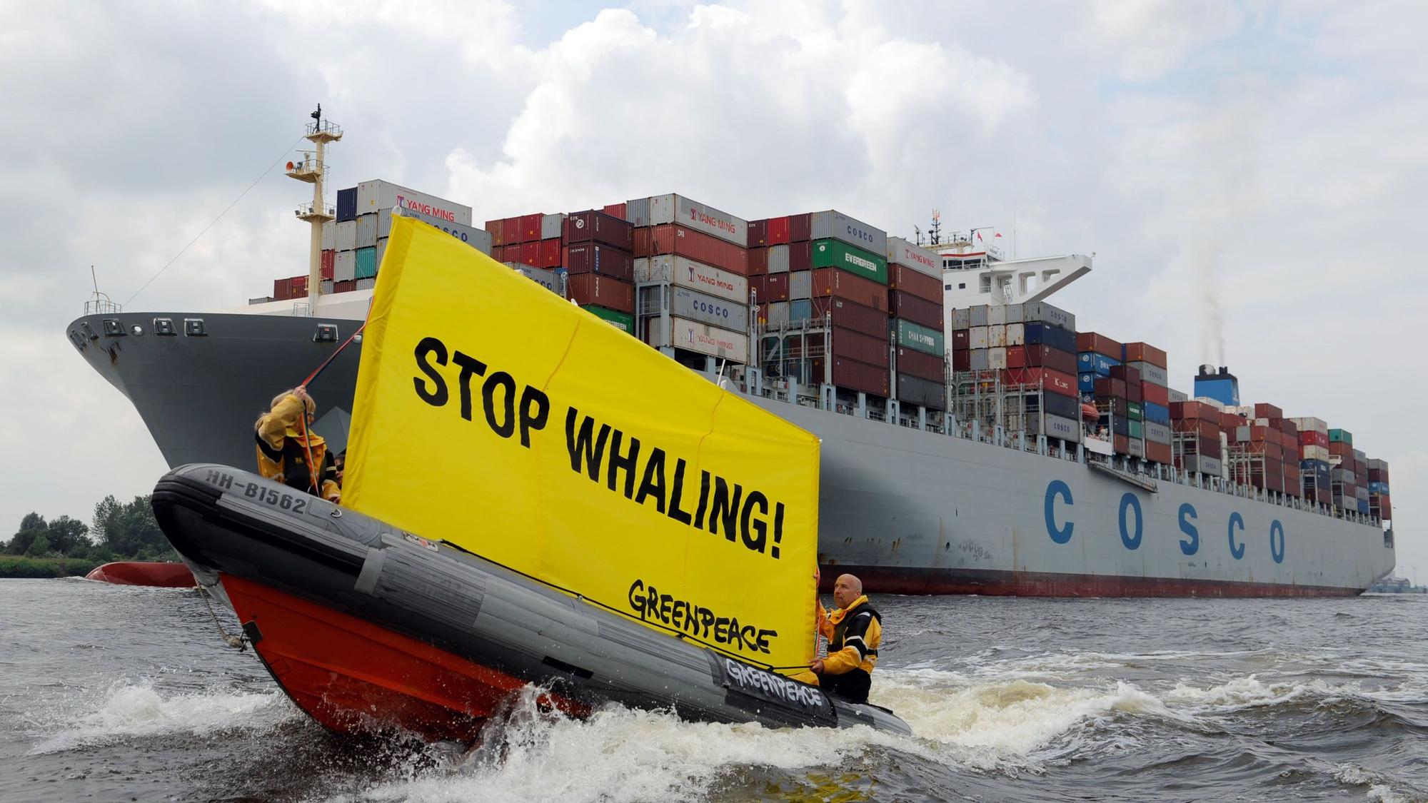 Greenpeace-Aktivisten fahren am 05.07.2013 in Hamburg mit einem Schlauchboot und einem Transparent mit der Aufschrift "Stop Whaling" vor dem Containerfrachter "Cosco Pride" her . Nach Greenpeace-Informationen hat der Frachter Container mit Walfleisch geladen.