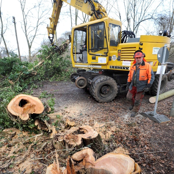 Abgesägter Baum neben der Radtrasse in Burscheid