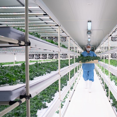 In einer Hydroponik-Anlage wird Grünkohl geerntet.