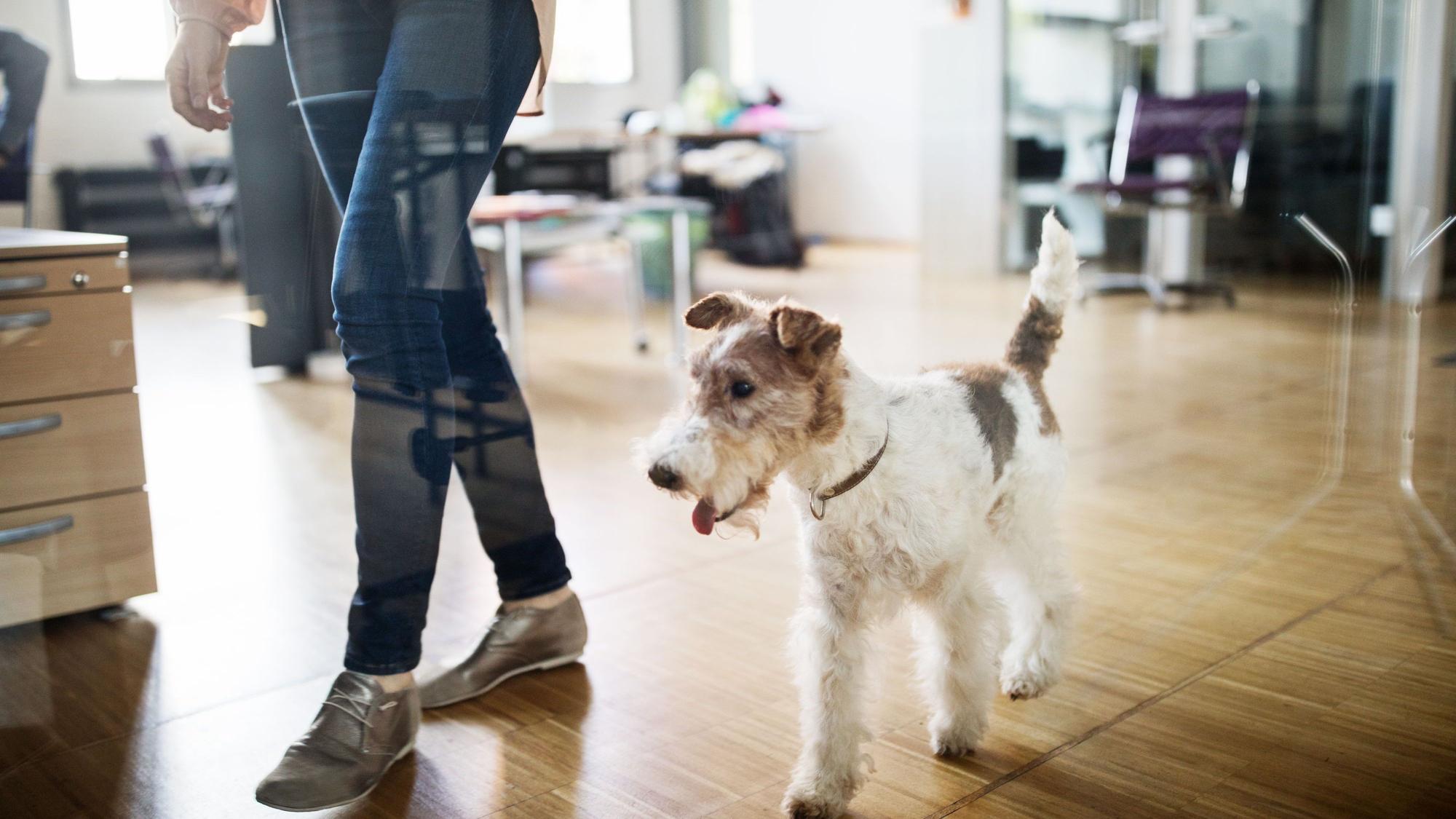 Frau und Hund im Büro