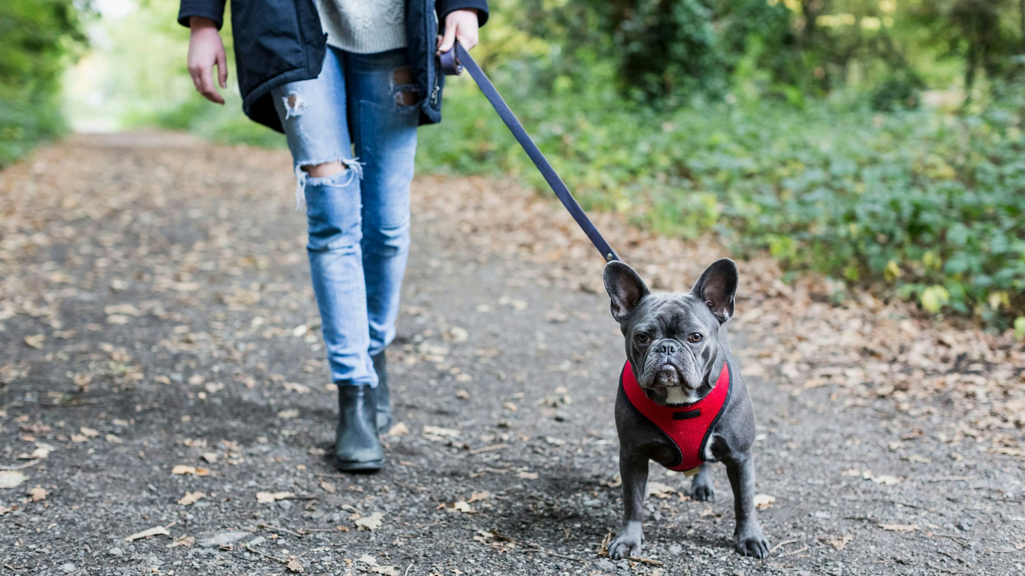 Eine Frau führt ihren Hund Gassi.