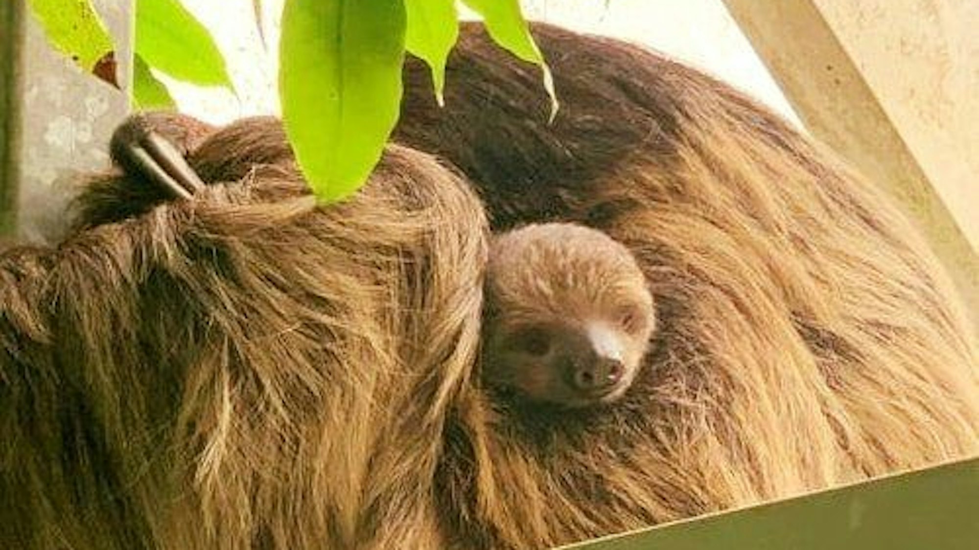 Ein Baby-Faultier zwischen seinen Eltern: Drei der Tiere sind am Flughafen Lüttich in eisiger Kälte erfroren. (Symbolbild)