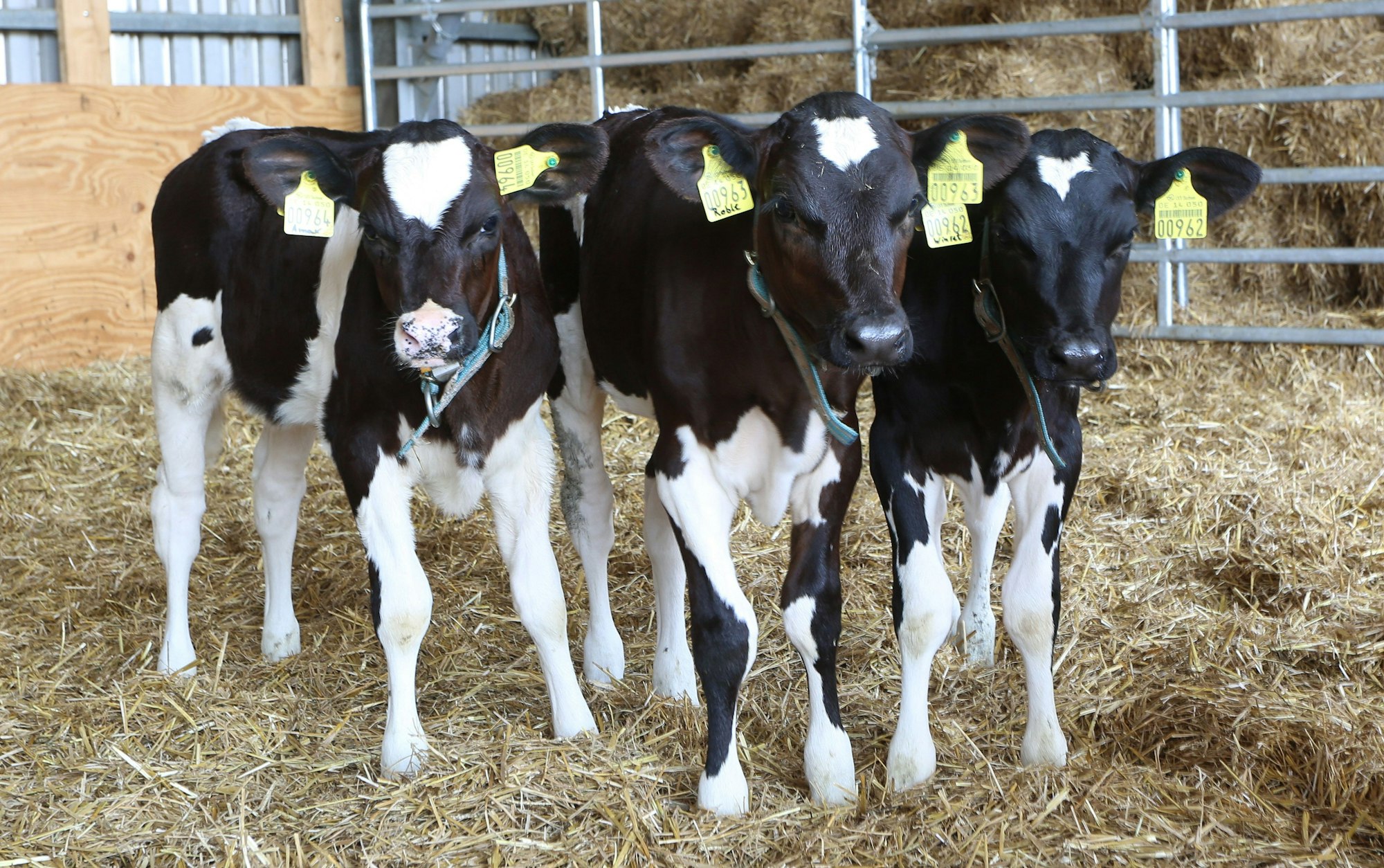 Kälbchen der Rasse Holstein-Friesian stehen in ihrem Stall.