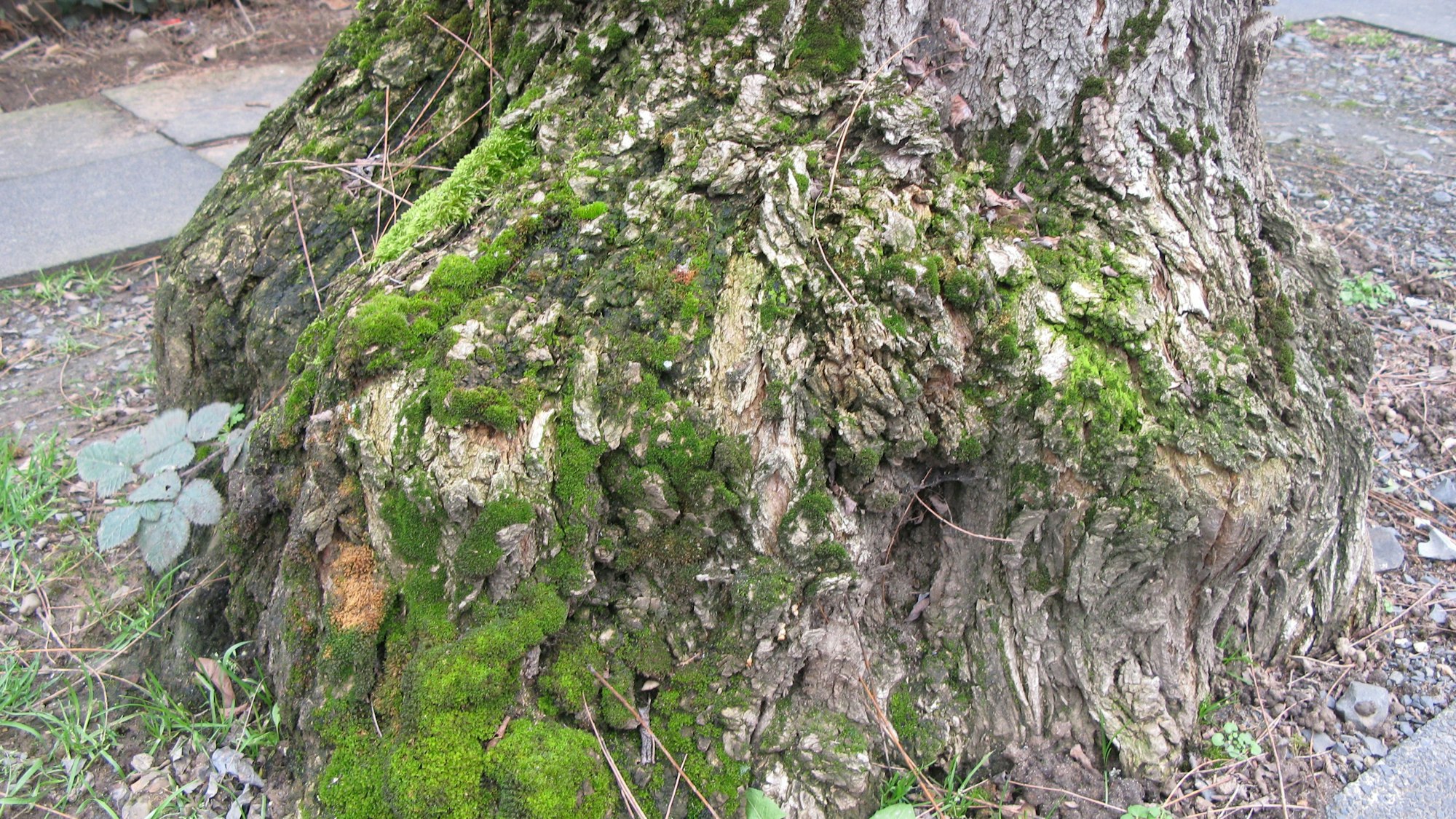 Der Fuß eines Baumes ist zu einem dicken Knubbel verbreitet, auf dem Moos wächst.