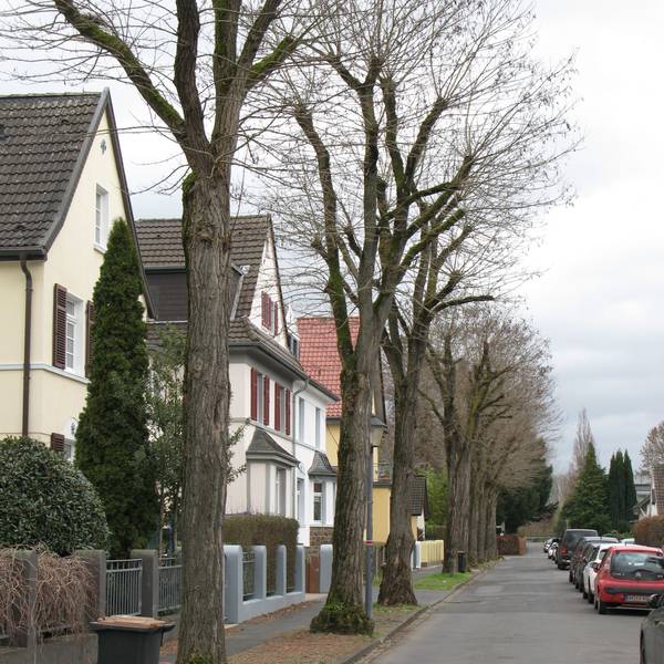 Große Bäume mit üppigen Kronen stehen in einer Reihe vor Wohnhäusern.