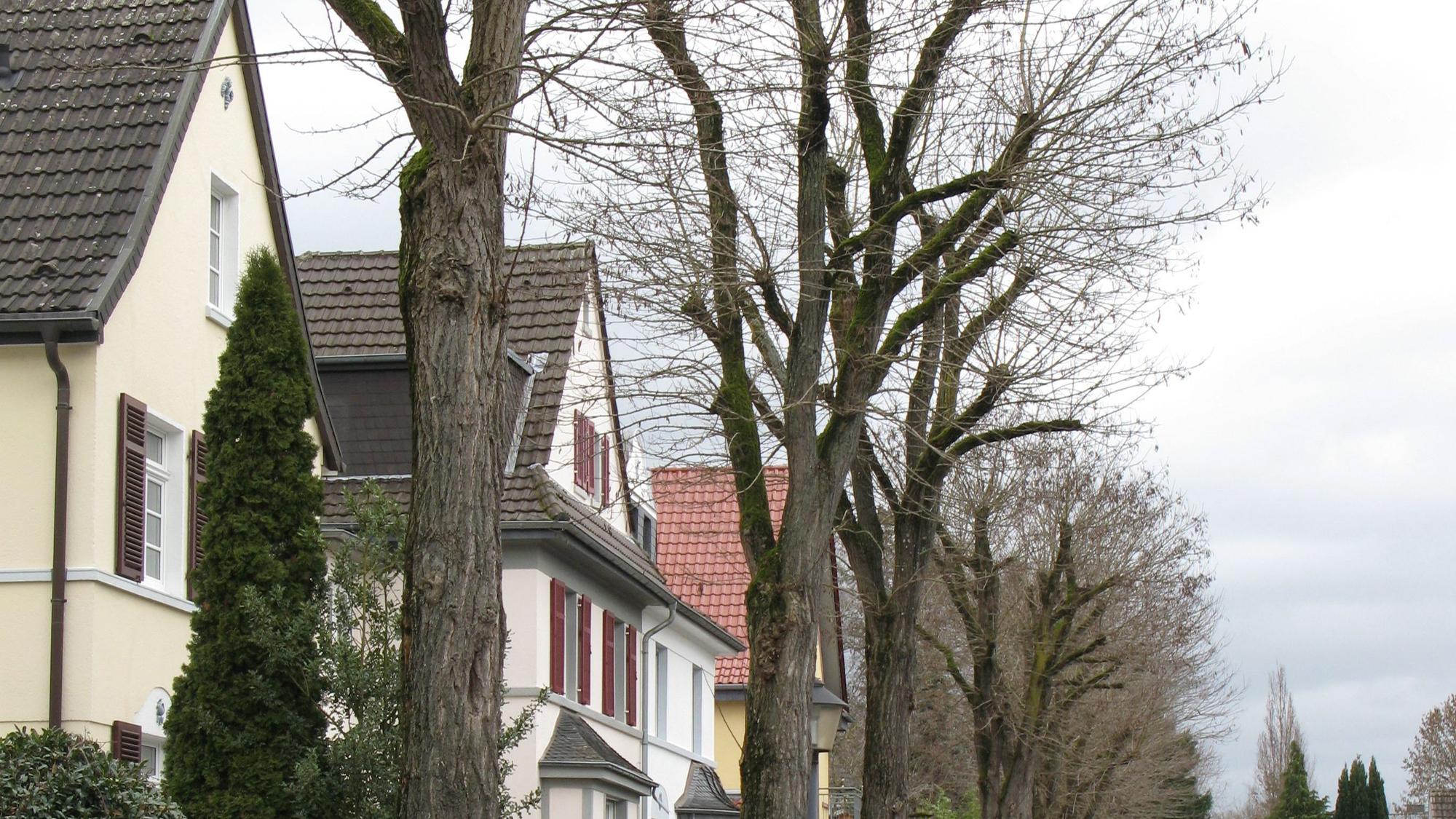 Große Bäume mit üppigen Kronen stehen in einer Reihe vor Wohnhäusern.