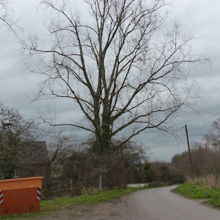 Das Foto zeigt die Pappel an der Pletschmühle in Pulheim. Sie ist nicht mehr standsicher und muss gefällt werden.