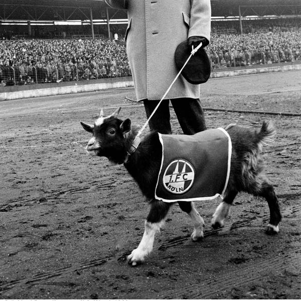FC-Präsident Franz Kremer winkt im Jahr 1966 den Fans und hält einen Geißbock an der Leine.