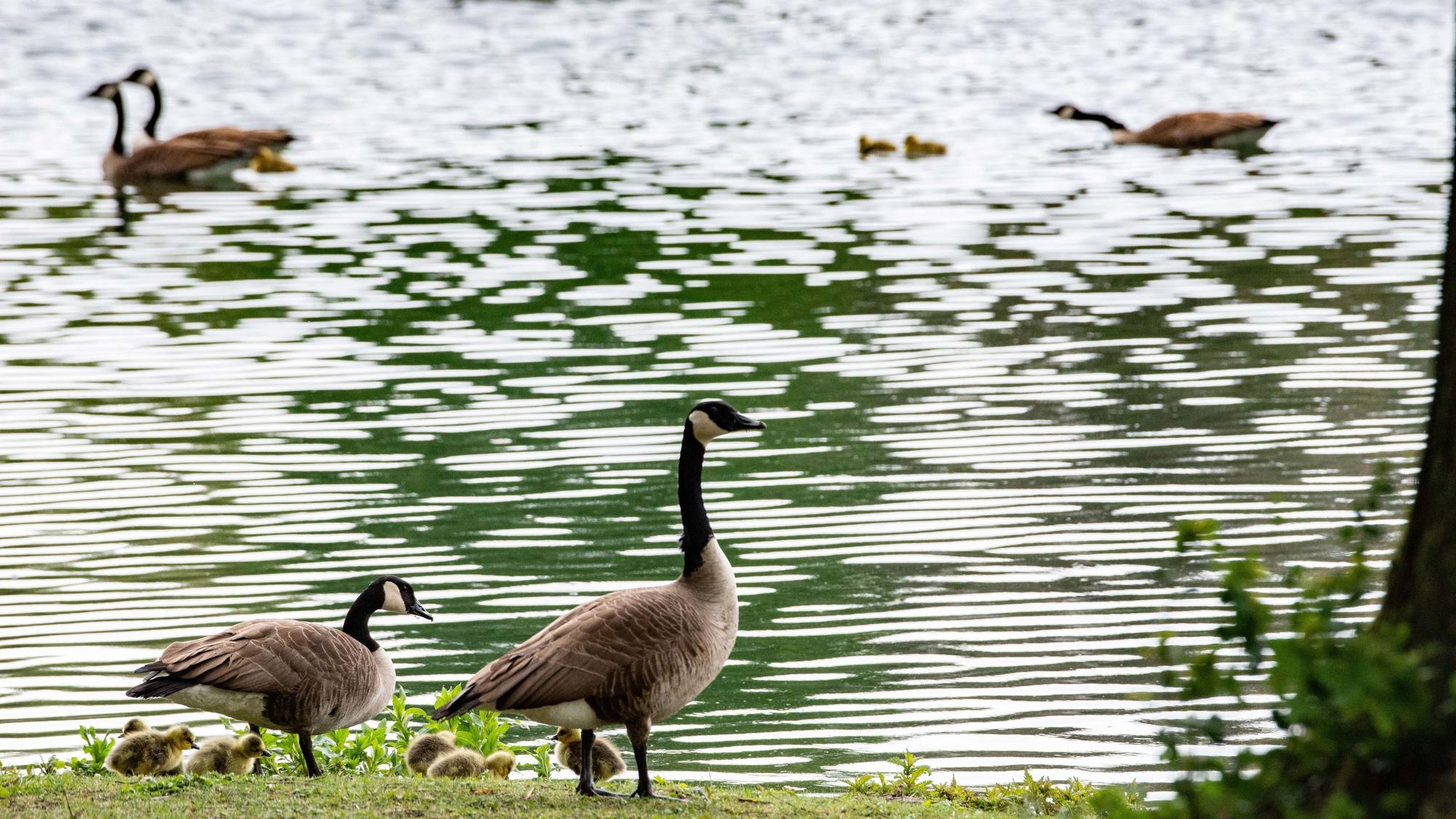 Gänse vor und auf einem Weiher