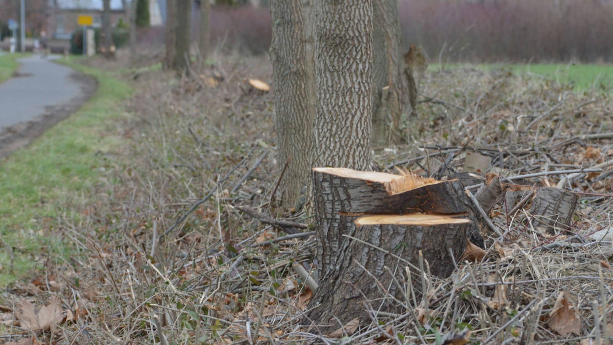 Die Flamersheimerin Gabriele Alexander beklagt rigorosen Gehölzschnitt an der Verlängerung der Pützgasse.