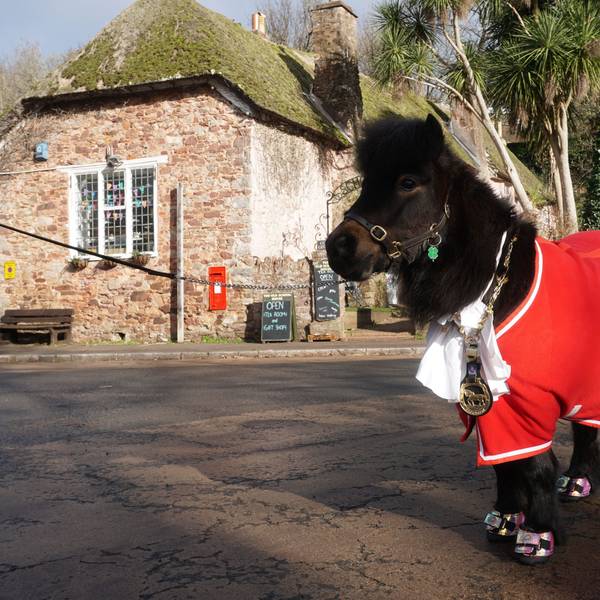 Das Shetland-Pony Patrick, inoffizieller Bürgermeister des englischen Dorfes Cockington, steht mit seinem Dorf-Orden um den Hals auf dem Dorfplatz. Dreht der Bürgermeister von Cockington seine Runde, hört man sein Hufklappern schon von weitem - denn an der Spitze des englischen Dorfs Cockington steht ein Shetland-Pony. Doch das gefällt nicht allen