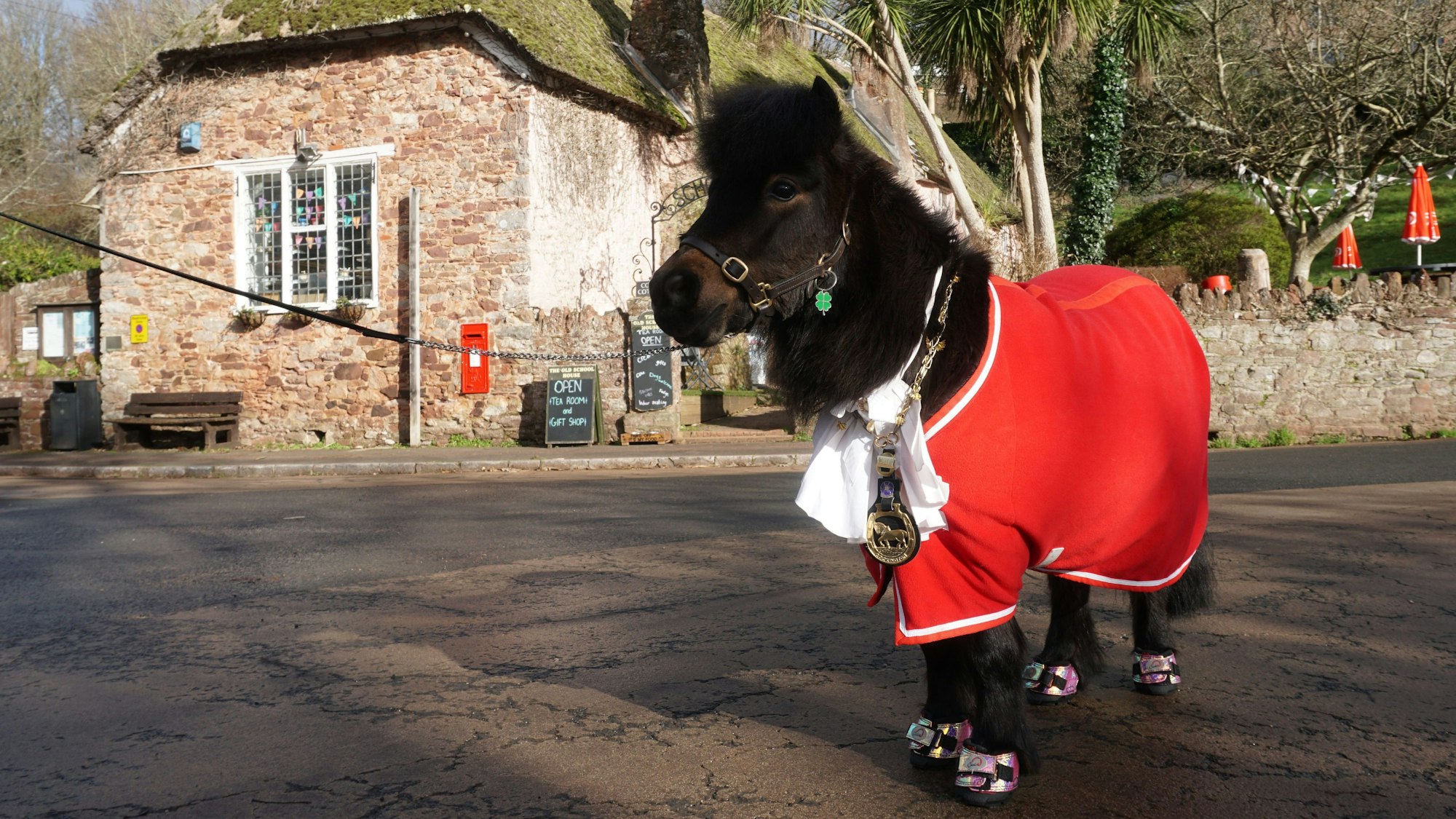 Das Shetland-Pony Patrick, inoffizieller Bürgermeister des englischen Dorfes Cockington, steht mit seinem Dorf-Orden um den Hals auf dem Dorfplatz. Dreht der Bürgermeister von Cockington seine Runde, hört man sein Hufklappern schon von weitem - denn an der Spitze des englischen Dorfs Cockington steht ein Shetland-Pony. Doch das gefällt nicht allen