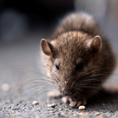 Eine Ratte.
