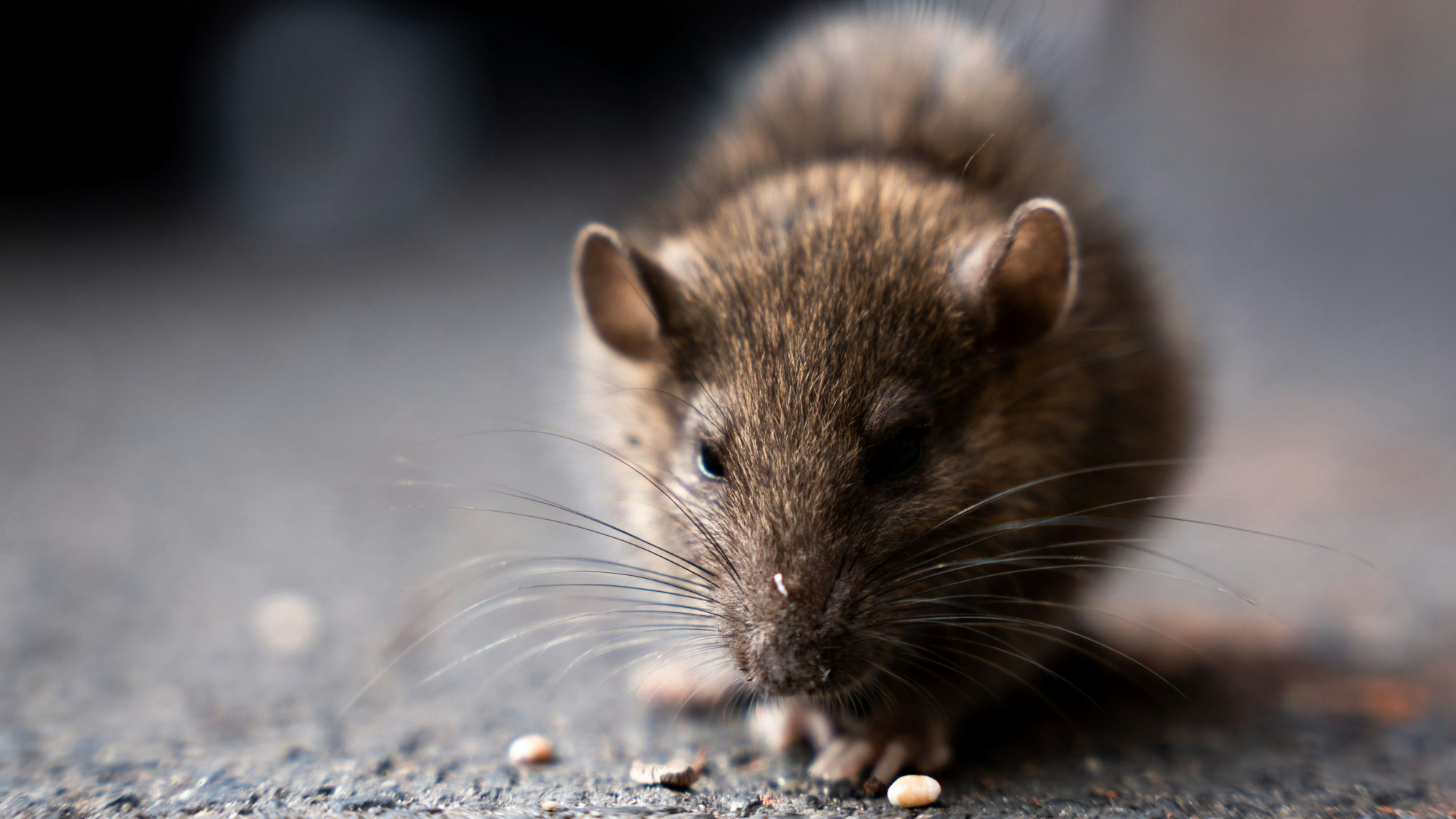 Eine Ratte.