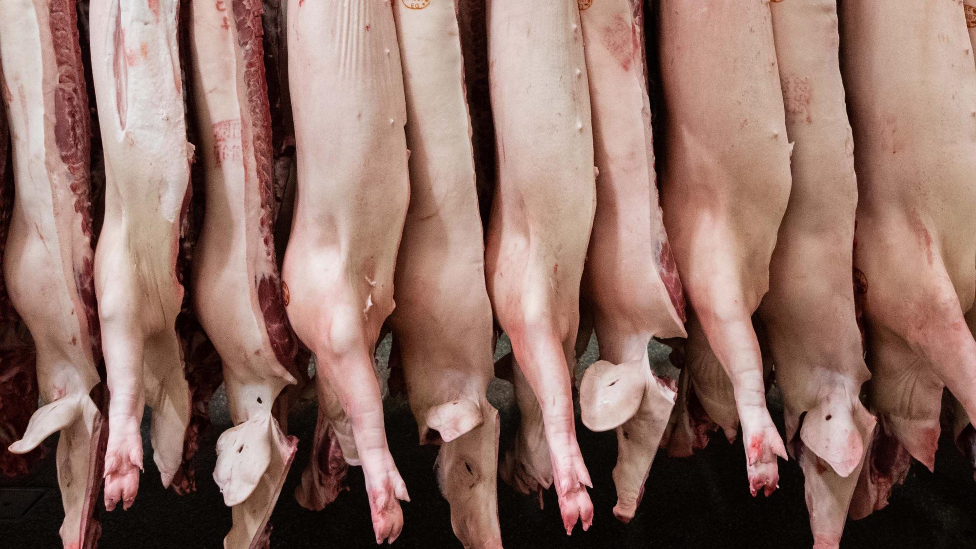 Halbierte Schweine hängen in einem Schlachthof.