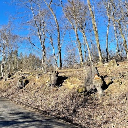 Es sind mehrere Baumstümpfe entlang der Straße zu sehen.