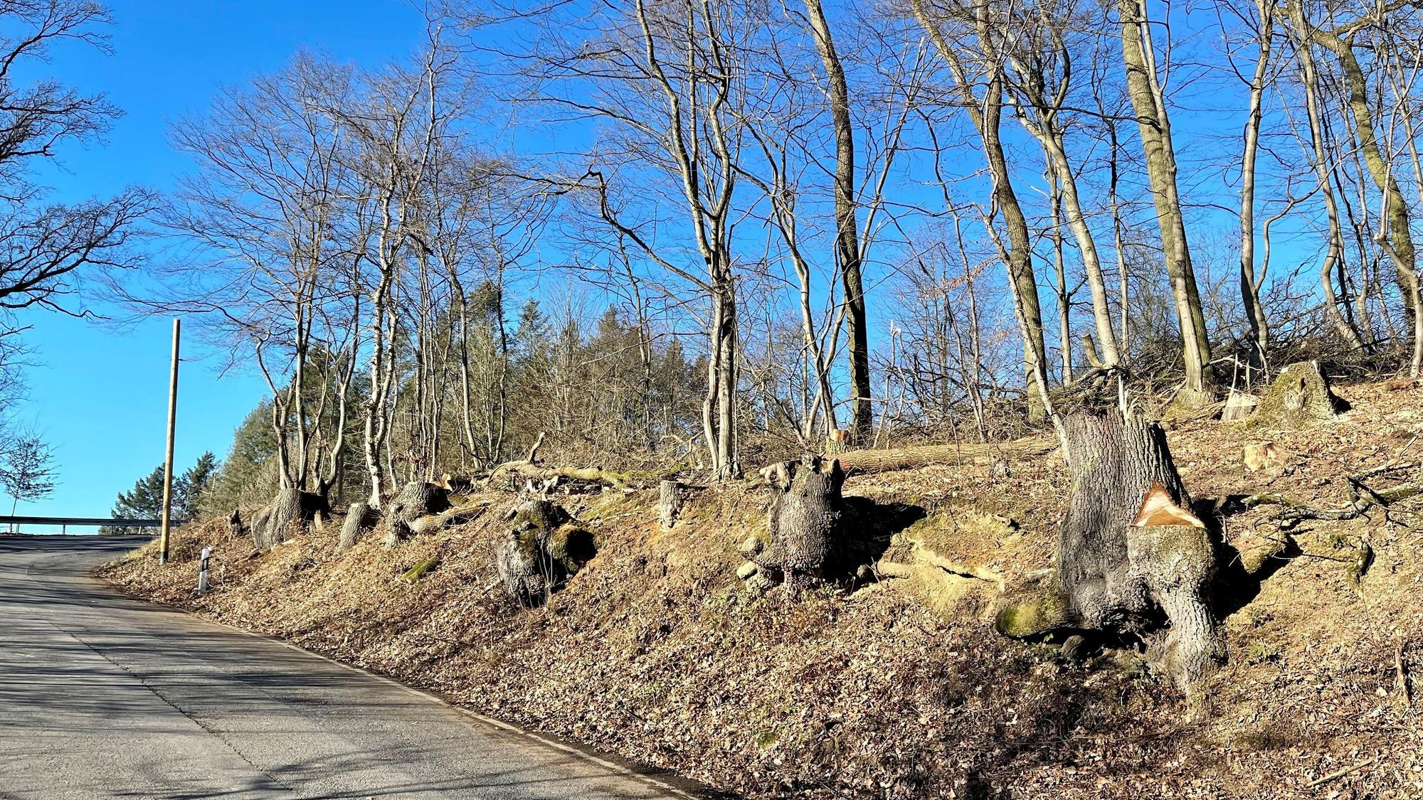 Es sind mehrere Baumstümpfe entlang der Straße zu sehen.