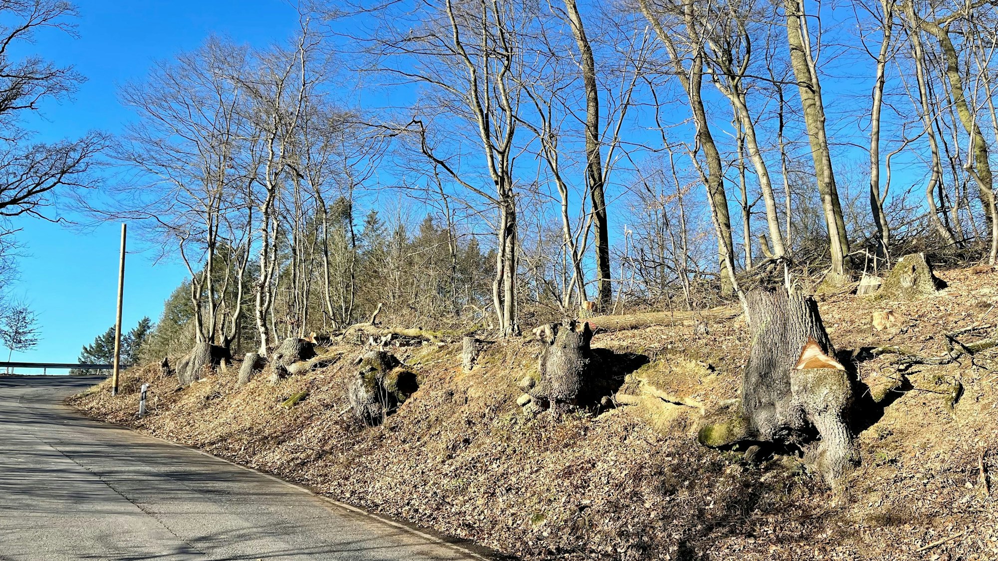 Es sind mehrere Baumstümpfe entlang der Straße zu sehen.