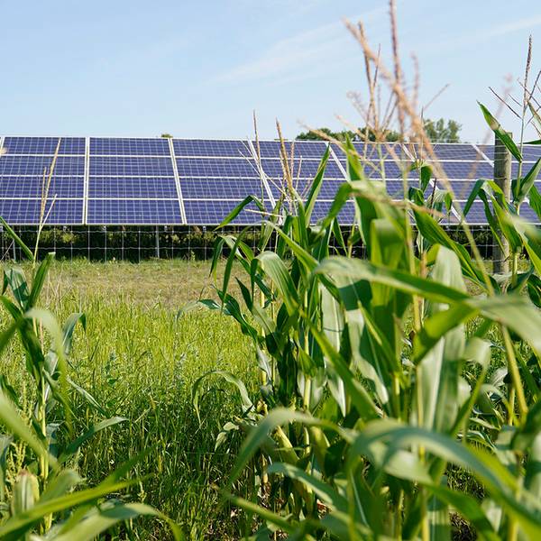 Es ist eine Wiese zu sehen, auf der Solarpaneelen stehen.