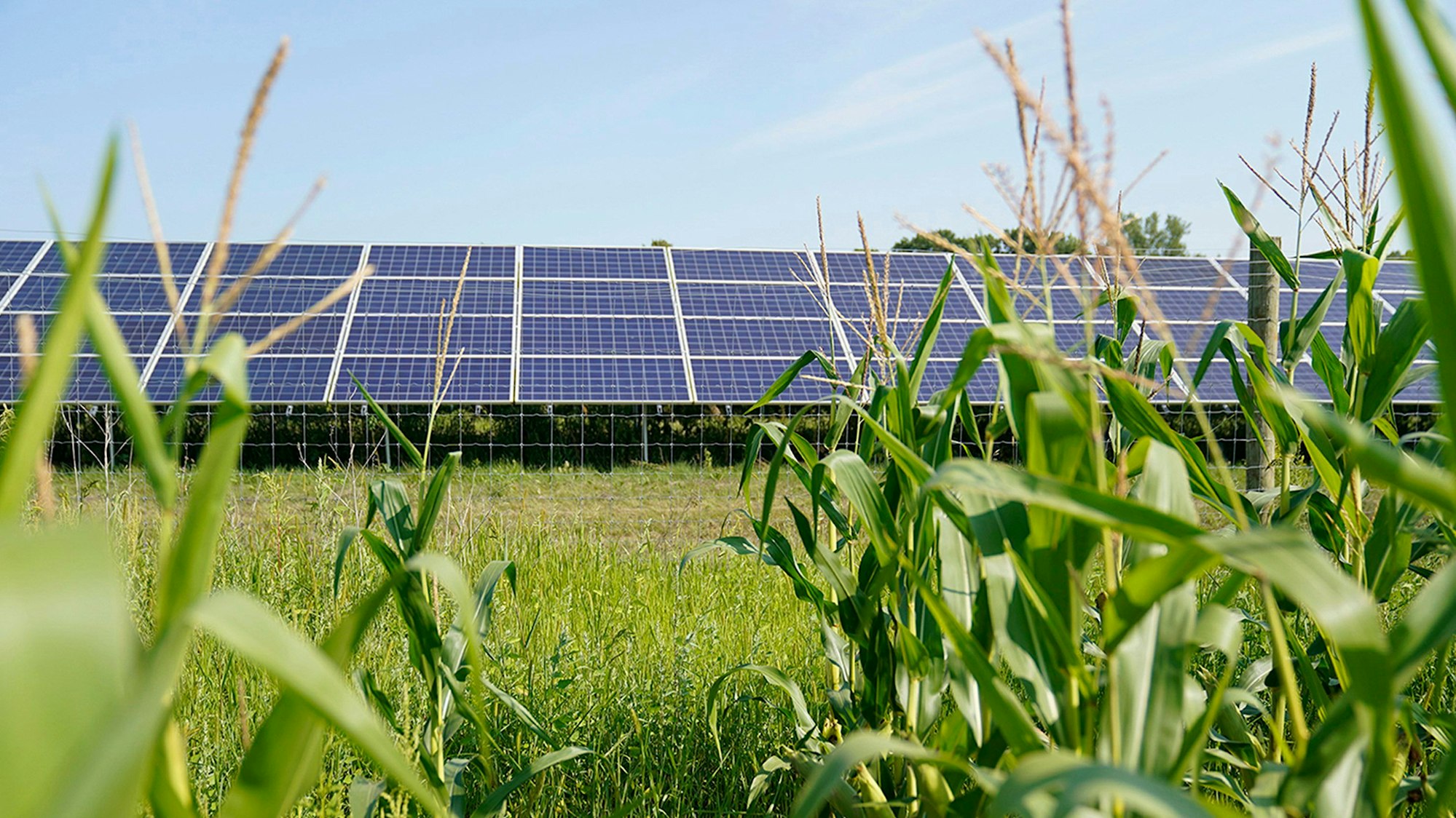 Es ist eine Wiese zu sehen, auf der Solarpaneelen stehen.