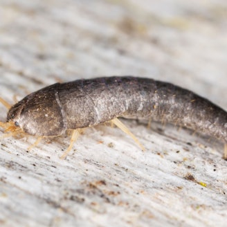 Silberfischchen sitzt auf Holz