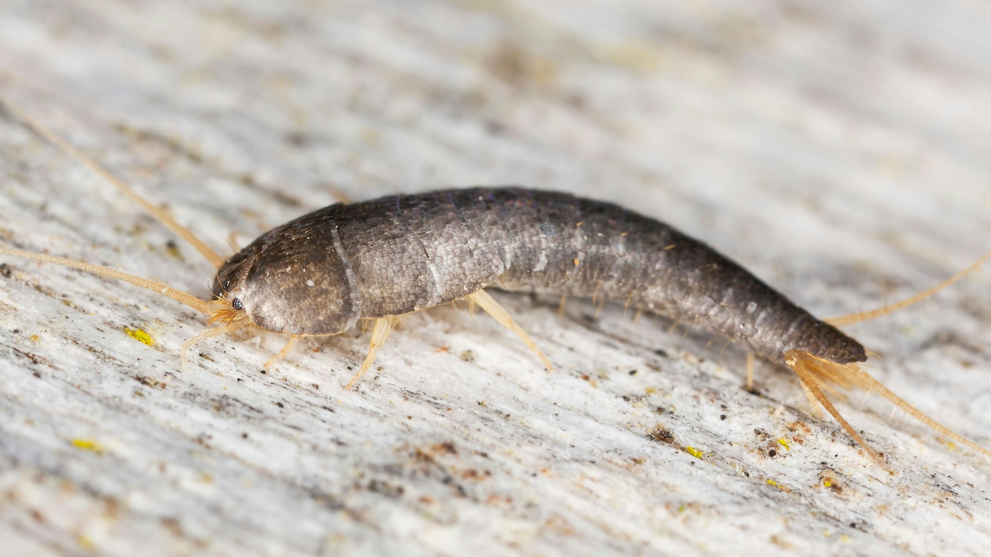 Silberfischchen sitzt auf Holz