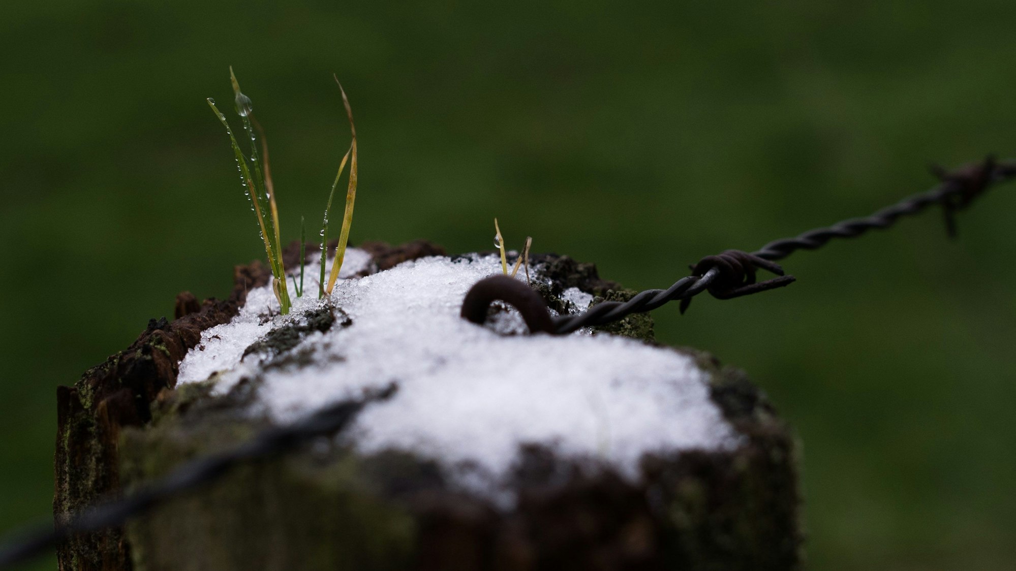 Das Siegerfoto von 2022 zeigt einen verschneiten Zaunpfahl mit Stacheldraht, auf dem Grashalme wachsen.