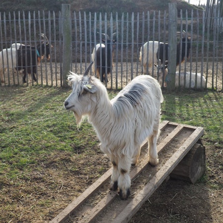 Das Foto zeigt eine weiße Ziege im Umweltzentrum Friesheimer Busch.
