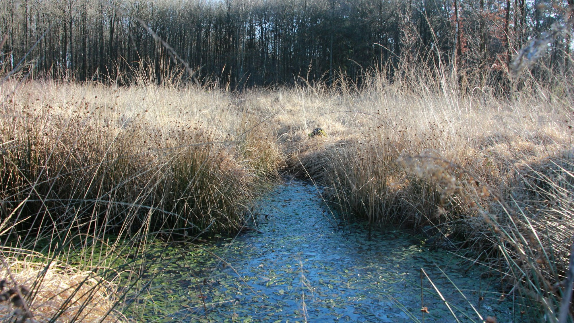 Gagelstrauchgebiet. Ein Moor mit Sträuchern. Zwischen den Sträuchern sieht man Wasser.