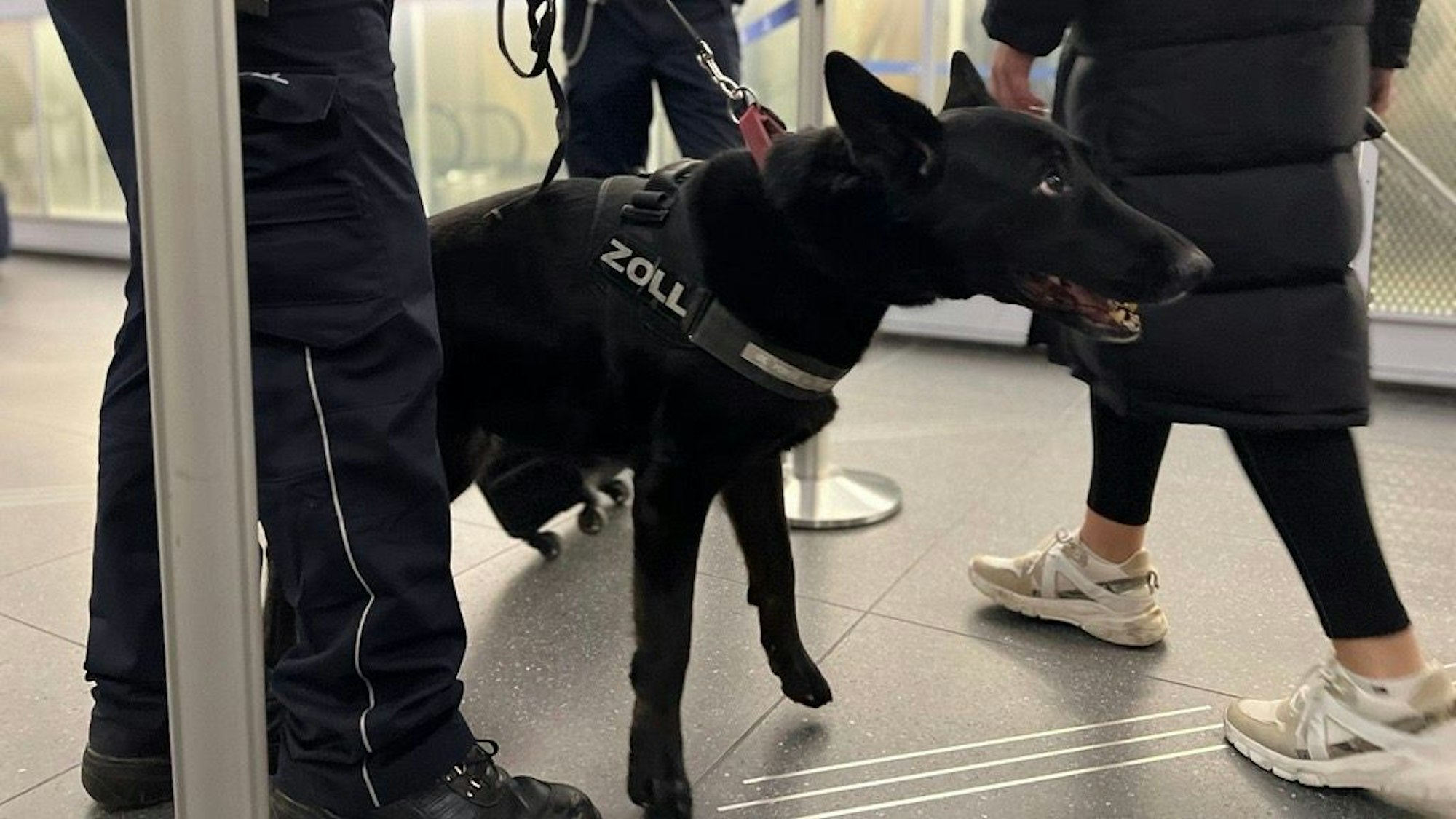 Drogenspürhündin Paula bei der Kontrolle von Passagieren, die mit einer Maschine aus Rom in Köln-Bonn gelandet sind.