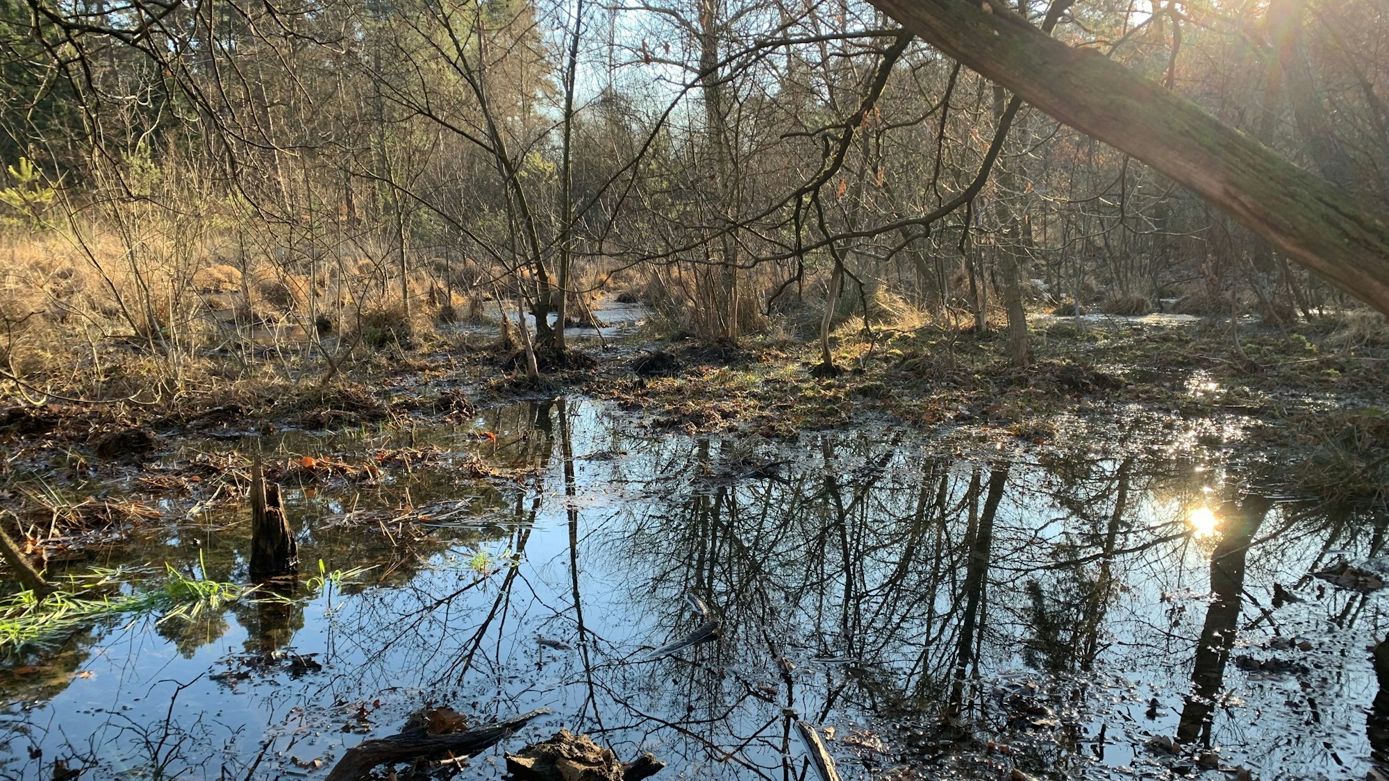 Im Siegburger Staatsforst gibt es noch Moore, wie hier das Moor im Widdauer Wald