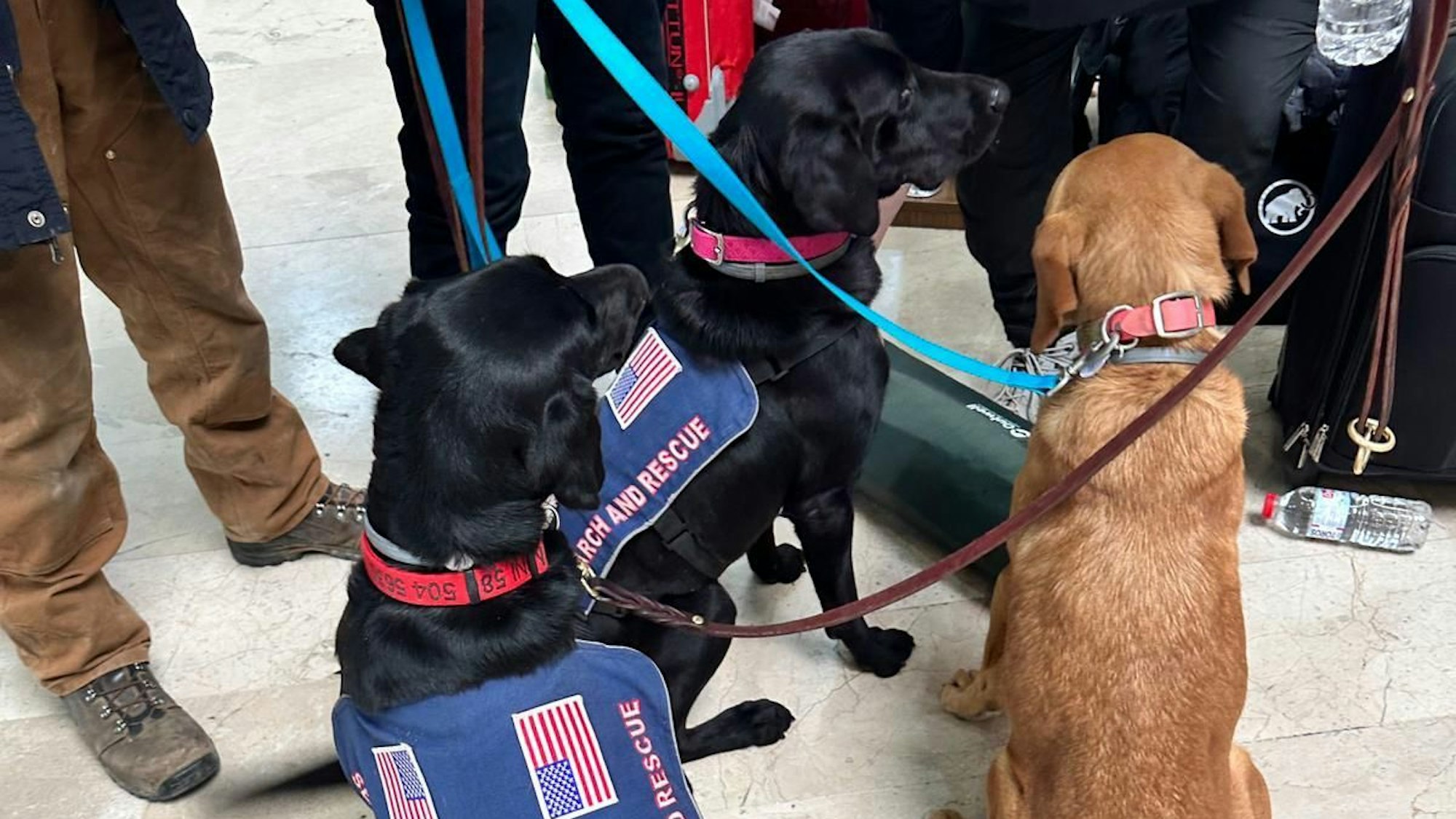 Spür- und Rettungshunde aus den USA