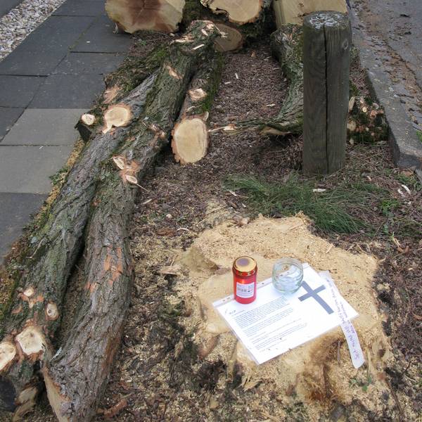 Grablichter erinnern an gefällte Bäume in Hennef.