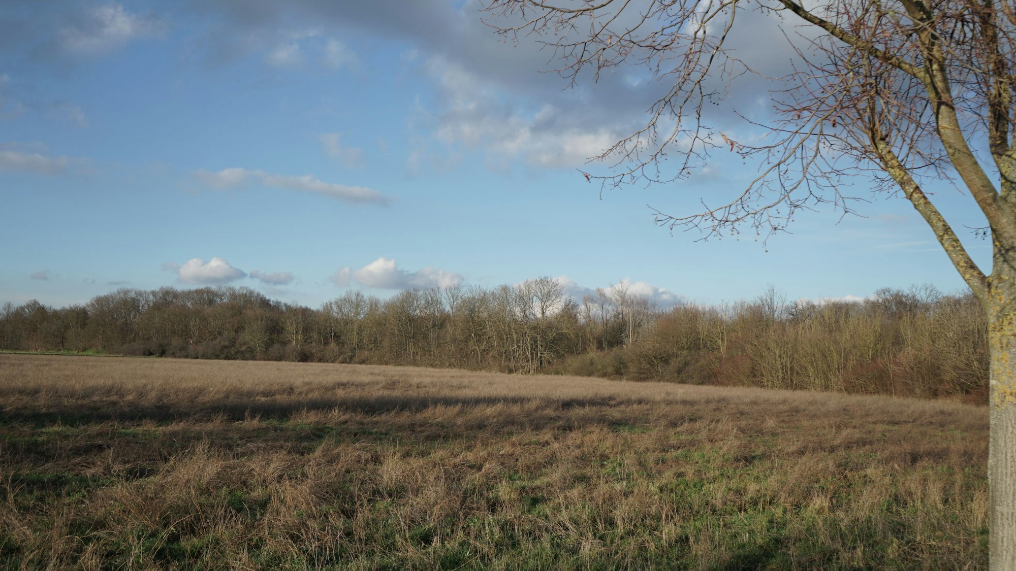 Es ist eine leere Fläche zu sehen, die für eine Tiny-House-Siedlung in Betracht gezogen wird.