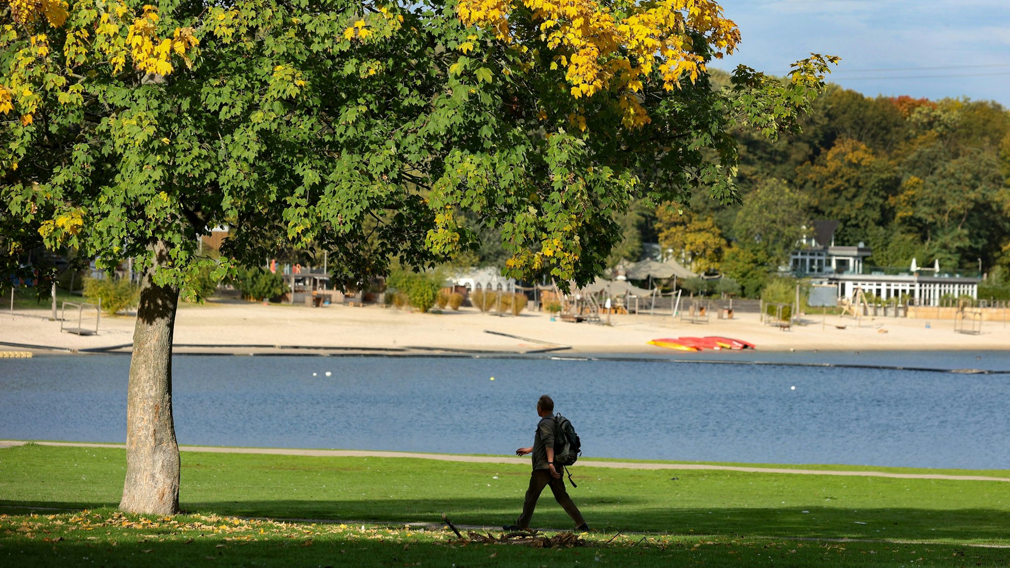 Ein Laubbaum am Fühlinger See und ein Fußgänger.