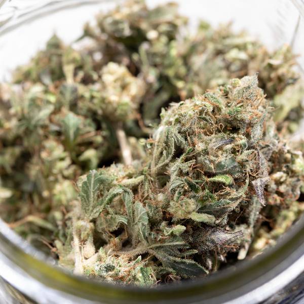 Indica Cannabis (Indischer Hanf).