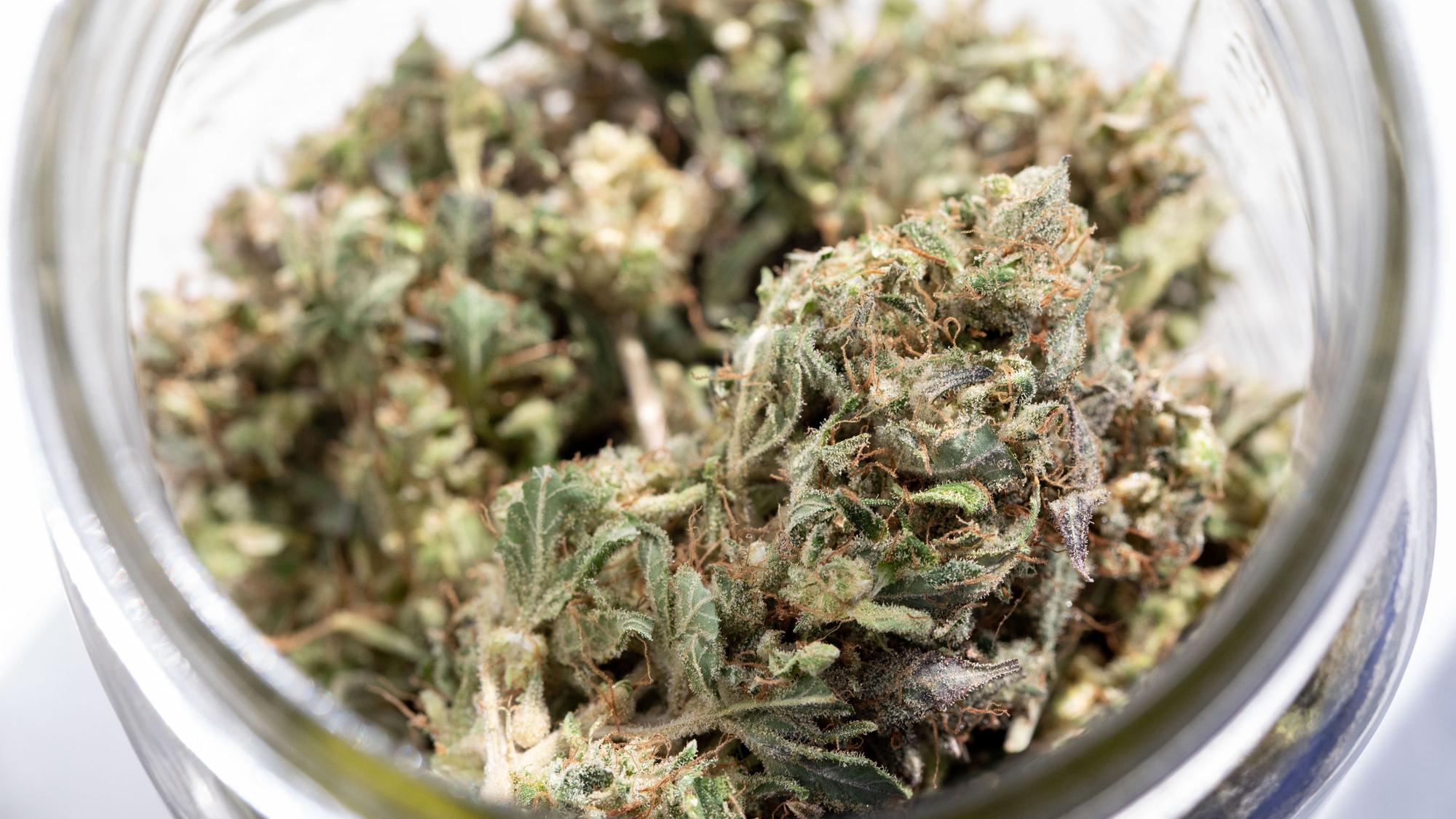Indica Cannabis (Indischer Hanf).
