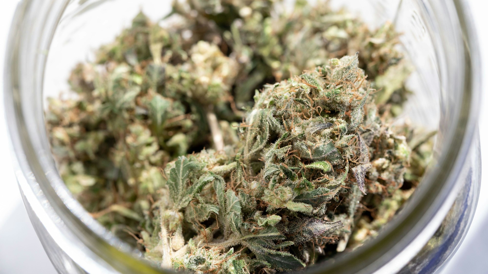 Indica Cannabis (Indischer Hanf).