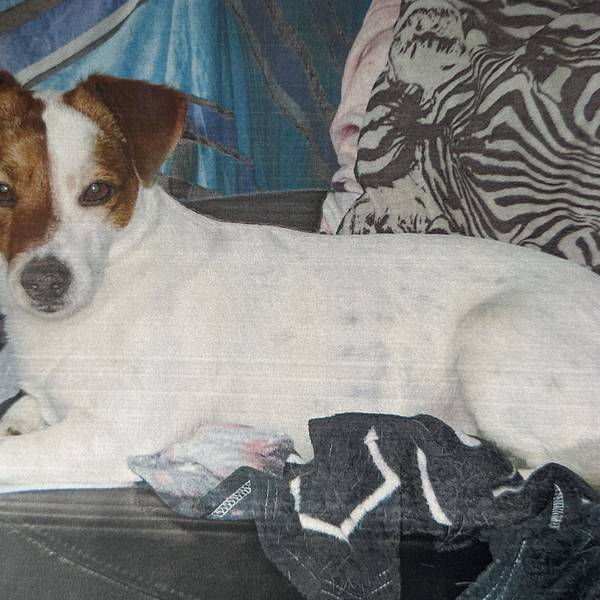Ein Jack Russel Terrier mit weiß-braunem Fell liegt auf einer Couch.