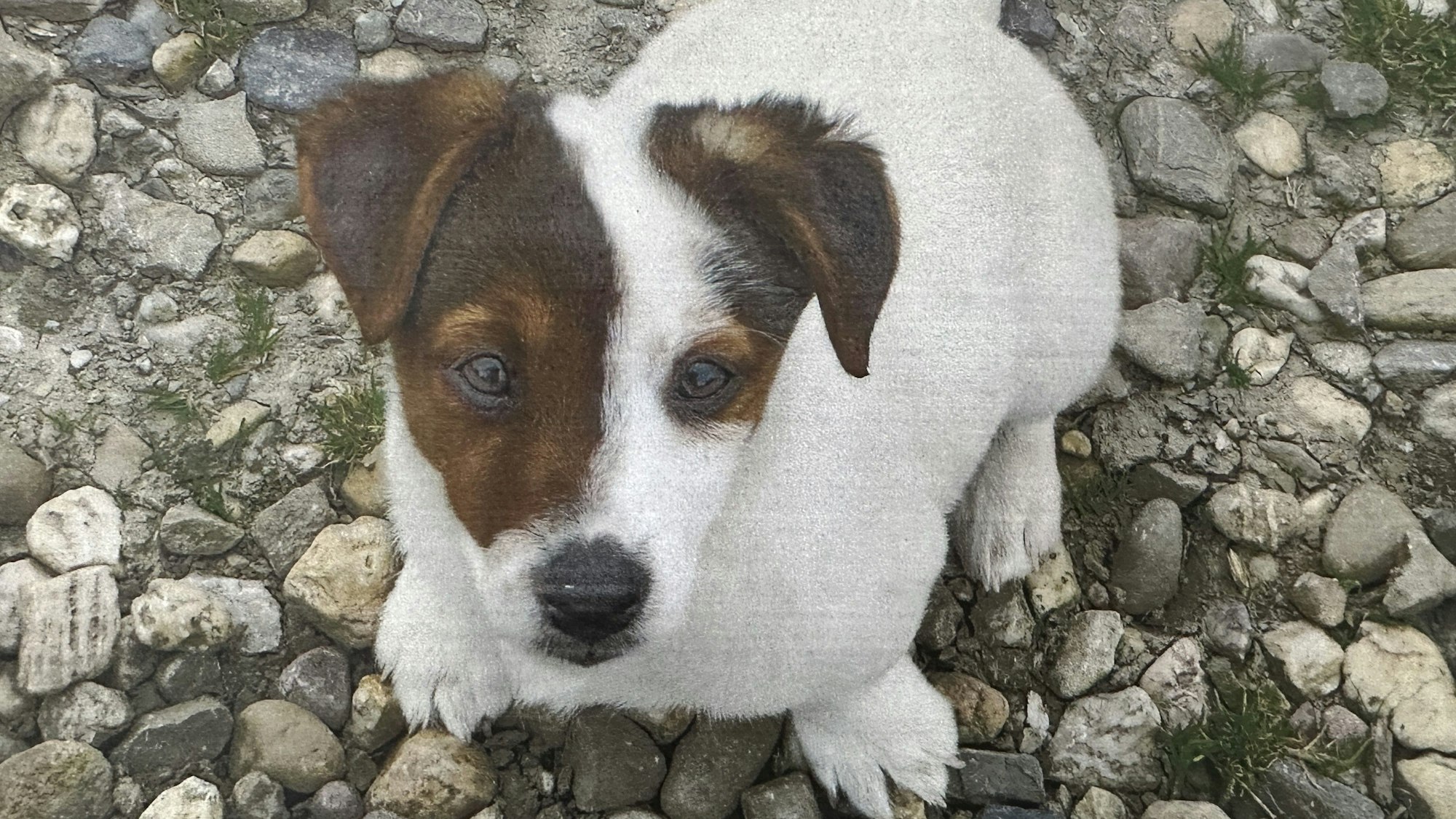 Das Foto zeigt den weiß-braunen Jack-Russel-Terrier Shorty. Die Tierschutzorganisation Peta hat eine Belohnung ausgesetzt, die zur Ergreifung des Täters führen.