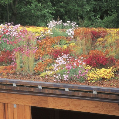 Auf einem Dach wachsen bunte Blumen.