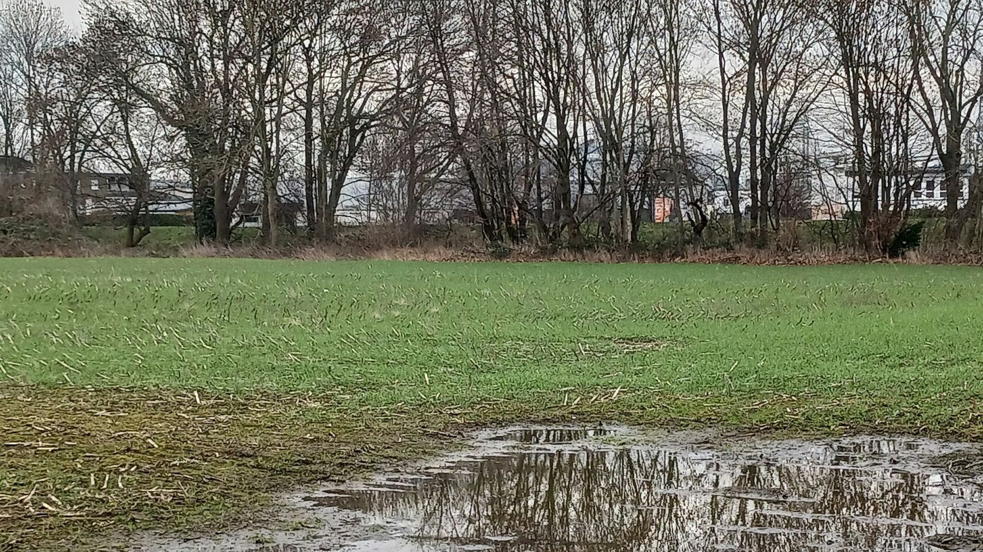 Ein unbebautes Feld mit Bäumen im Hintergrund.
