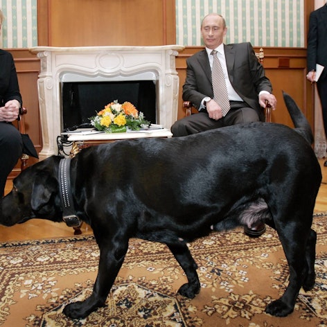 Der russische Präsident Wladimir Putin und die deutsche Bundeskanzlerin Angela Merkel halten im Januar 2007 ein Arbeitstreffen in der Präsidentenresidenz Bocharov Ruchei in der Nähe des Schwarzmeerortes Sotschi ab. Koni, Präsident Putins schwarzer Labrador Retriever, ist im Vordergrund zu sehen.