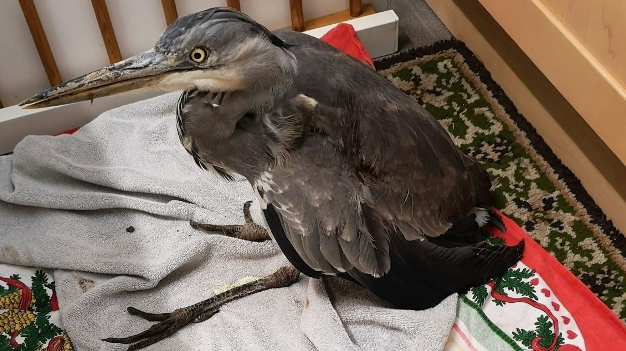 Ein Graureiher sitzt auf mehreren Handtüchern.