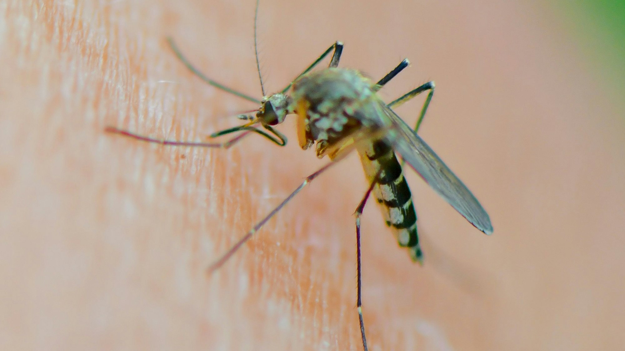 Eine Mücke der Art Aedes vexans saugt Blut aus dem Arm einer Frau. (Symbolbild)